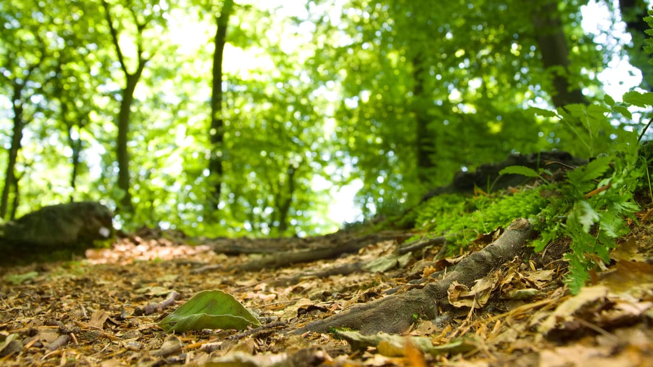 Cu L Es La Relaci N Entre Los Bosques Y El Suelo Conservaciondebosques Com