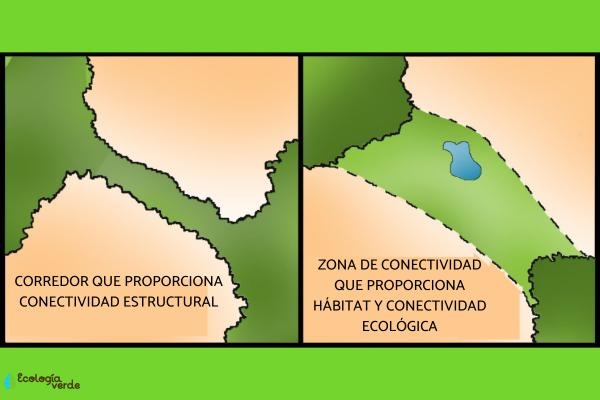 Qu Importancia Tiene La Conectividad De H Bitats Conservaciondebosques Com